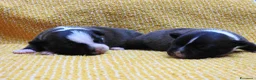 Staffordshire cani in vendita: Staffordshire bull terrier staffy a Provincia di Frosinone - Annuncio 15