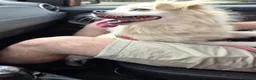 Meticcio cani in regalo: Cooki, un simil volpino giocherellone - Annuncio 5