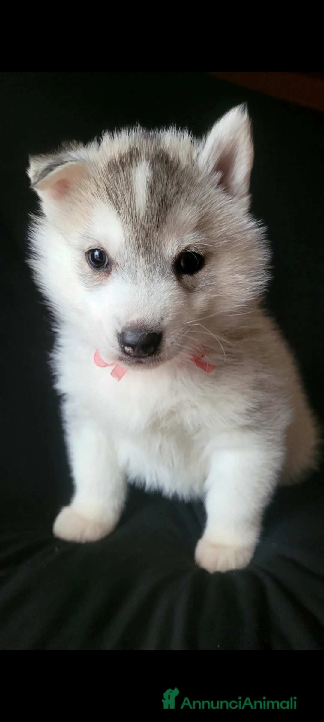 Husky cani in vendita: SIBERIAN HUSKY CUCCIOLATA CON PEDIGREE  - Annuncio 4