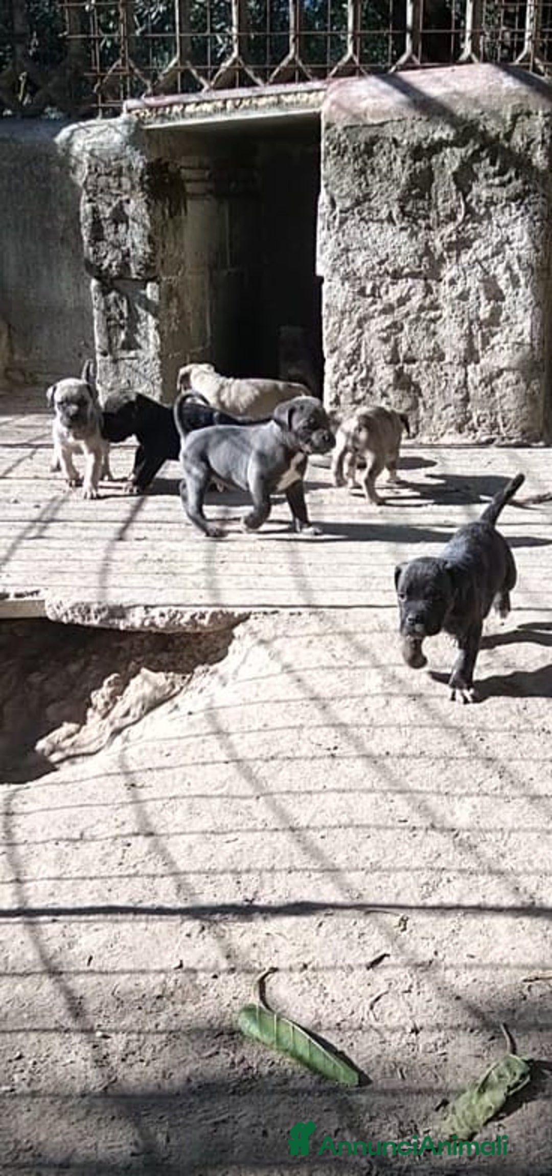 Cane Corso cani in vendita: ​Cane Corso Cuccioli,Pronti per la prenotazione. - Annuncio 10