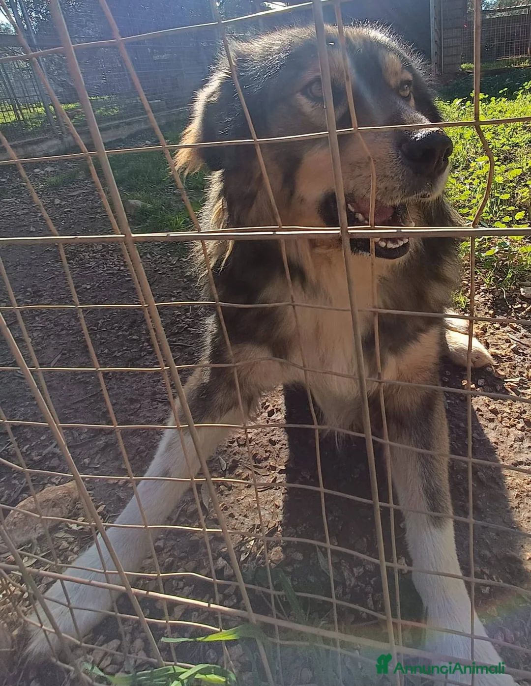 Pastore dei Carpazi cani in regalo: Meraviglioso Pastore dei Carpazi a Città metropolitana di Milano - Annuncio 2