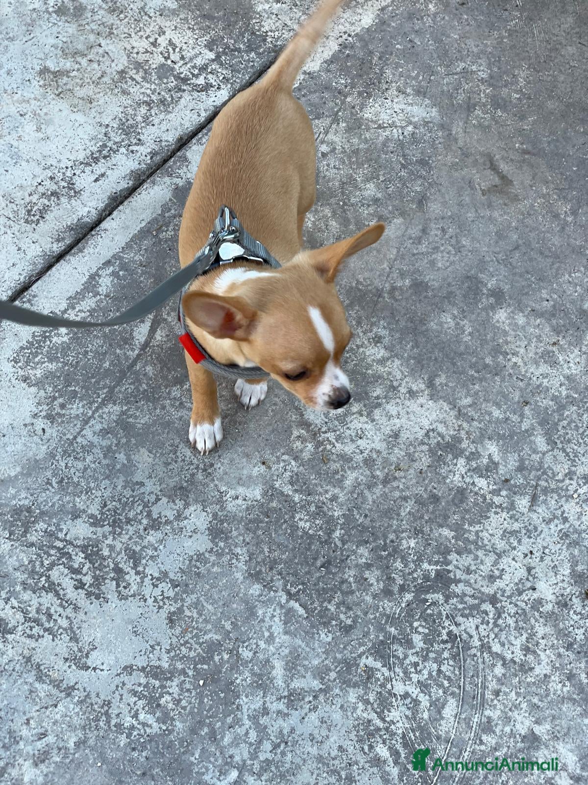 Chihuahua cani chihuahua - Annuncio 1