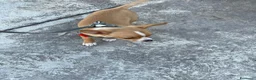 Chihuahua cani in vendita: chihuahua - Annuncio 1