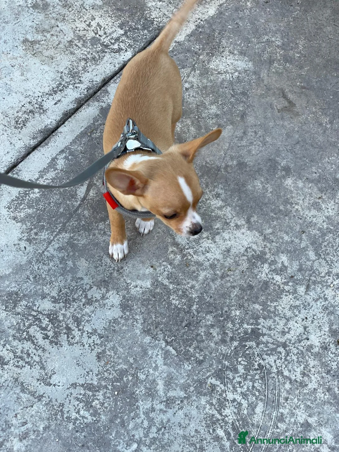 Chihuahua cani in vendita: chihuahua - Annuncio 1