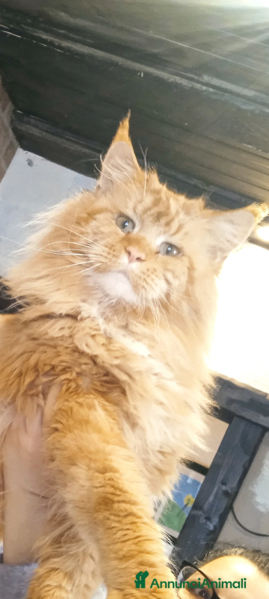 Maine Coon gatti in vendita: Maine coon con pedigree  - Annuncio 4