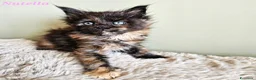 Maine Coon gatti in vendita: Splendidi cuccioli Maine Coon con pedigree - Annuncio 4