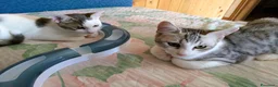 Europeo gatti in regalo: Piko & Bok: dalla radura al cuore di una famiglia! - Annuncio 1