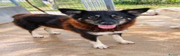 Meticcio cani in regalo: Nadia, simil lupetta/pastorina!  - Annuncio 2
