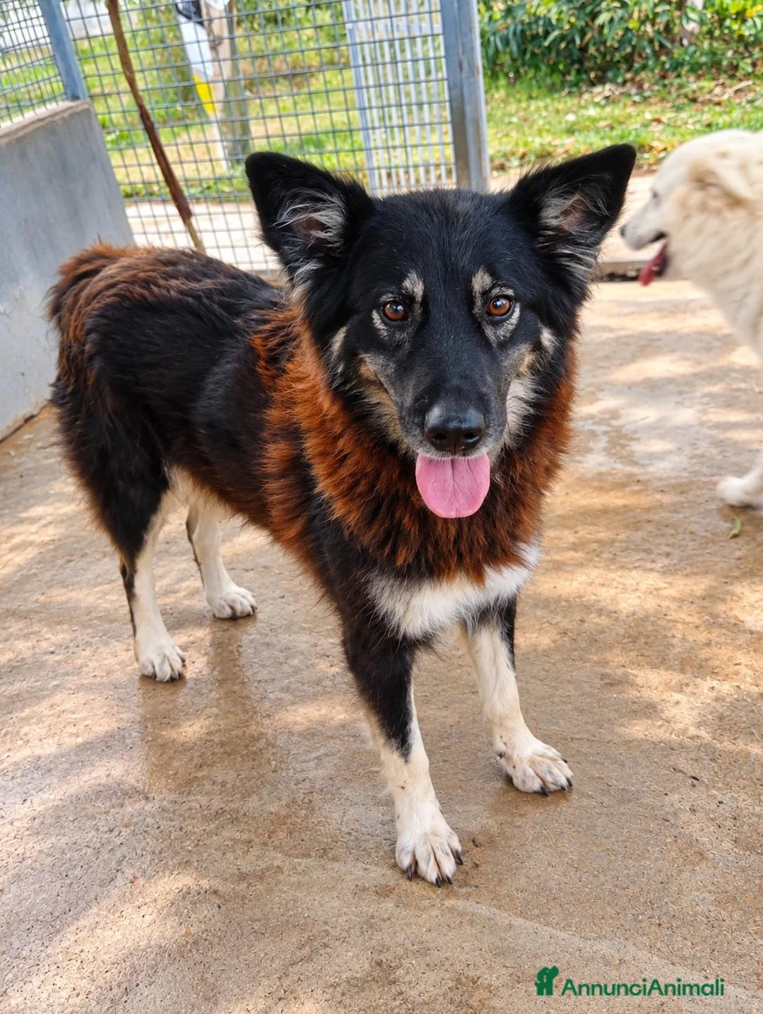 Meticcio cani in regalo: Nadia, simil lupetta/pastorina!  - Annuncio 2