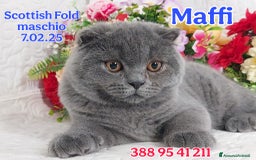 British gatti in vendita: British Shorthair cuccioli  a Città metropolitana di Roma Capitale - Immagine 5