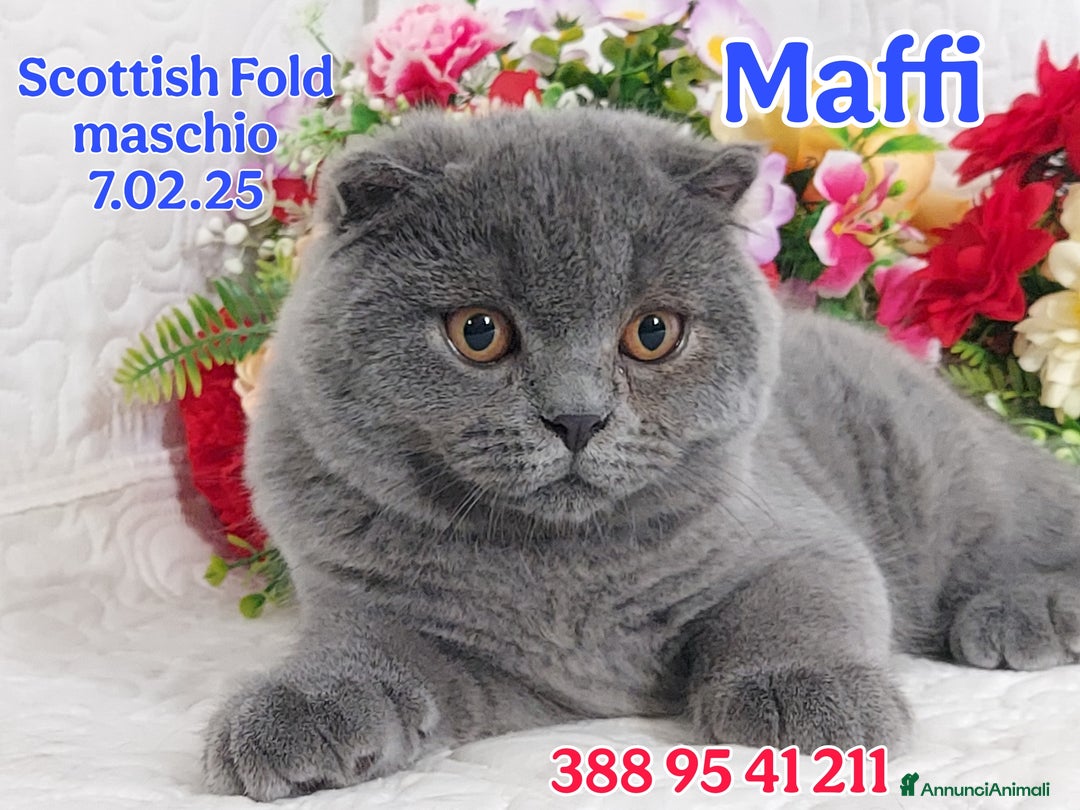 British gatti in vendita: British Shorthair cuccioli  a Città metropolitana di Roma Capitale - Immagine 5