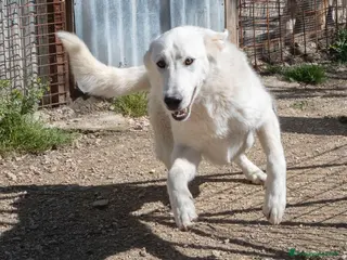 Meticcio cani DEMYR DOLCE NUVOLETTA BIANCA a Città metropolitana di Roma Capitale - Annuncio 11