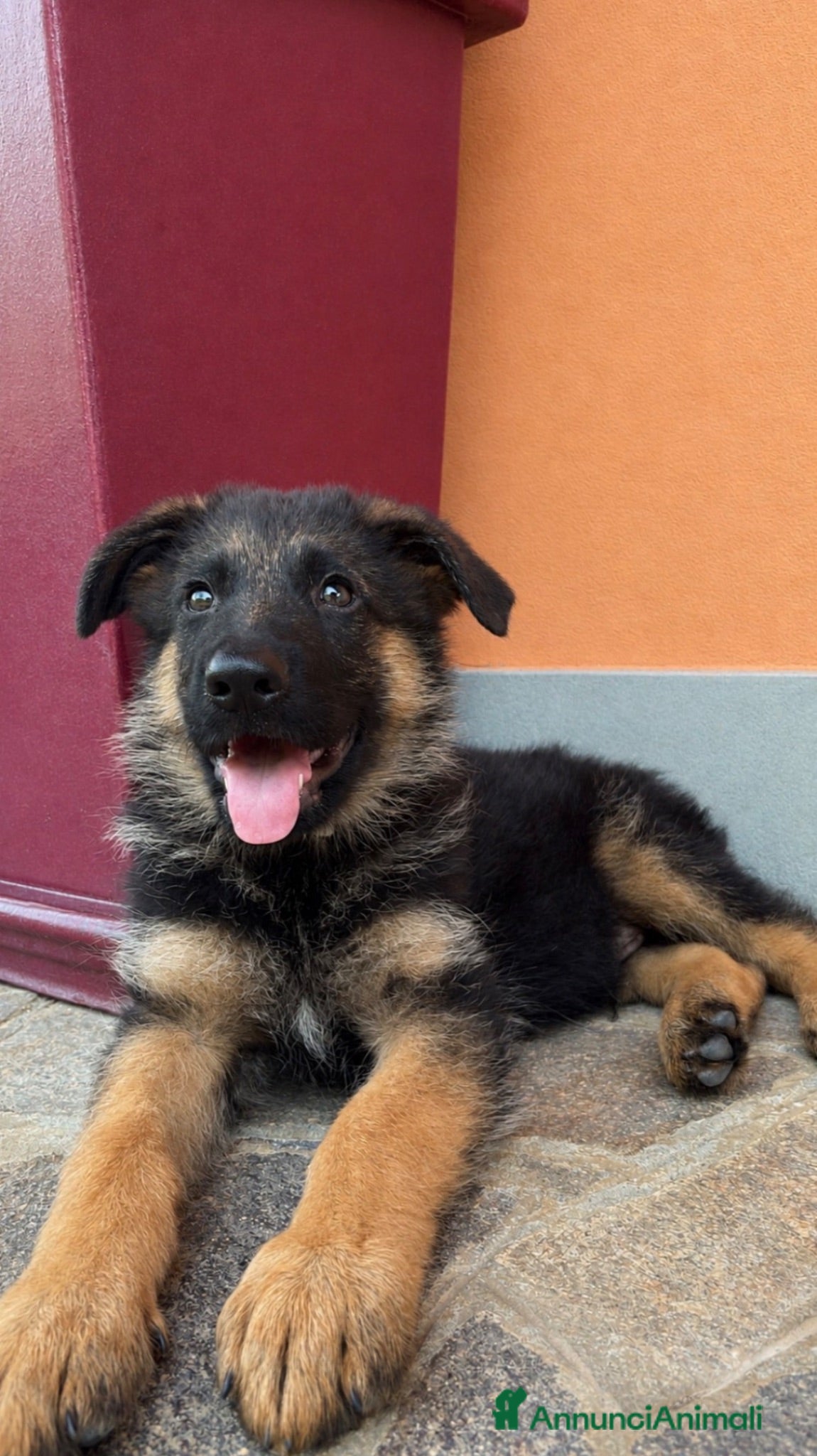 Pastore Tedesco cani Cucciolo di Pastore Tedesco - Annuncio 1