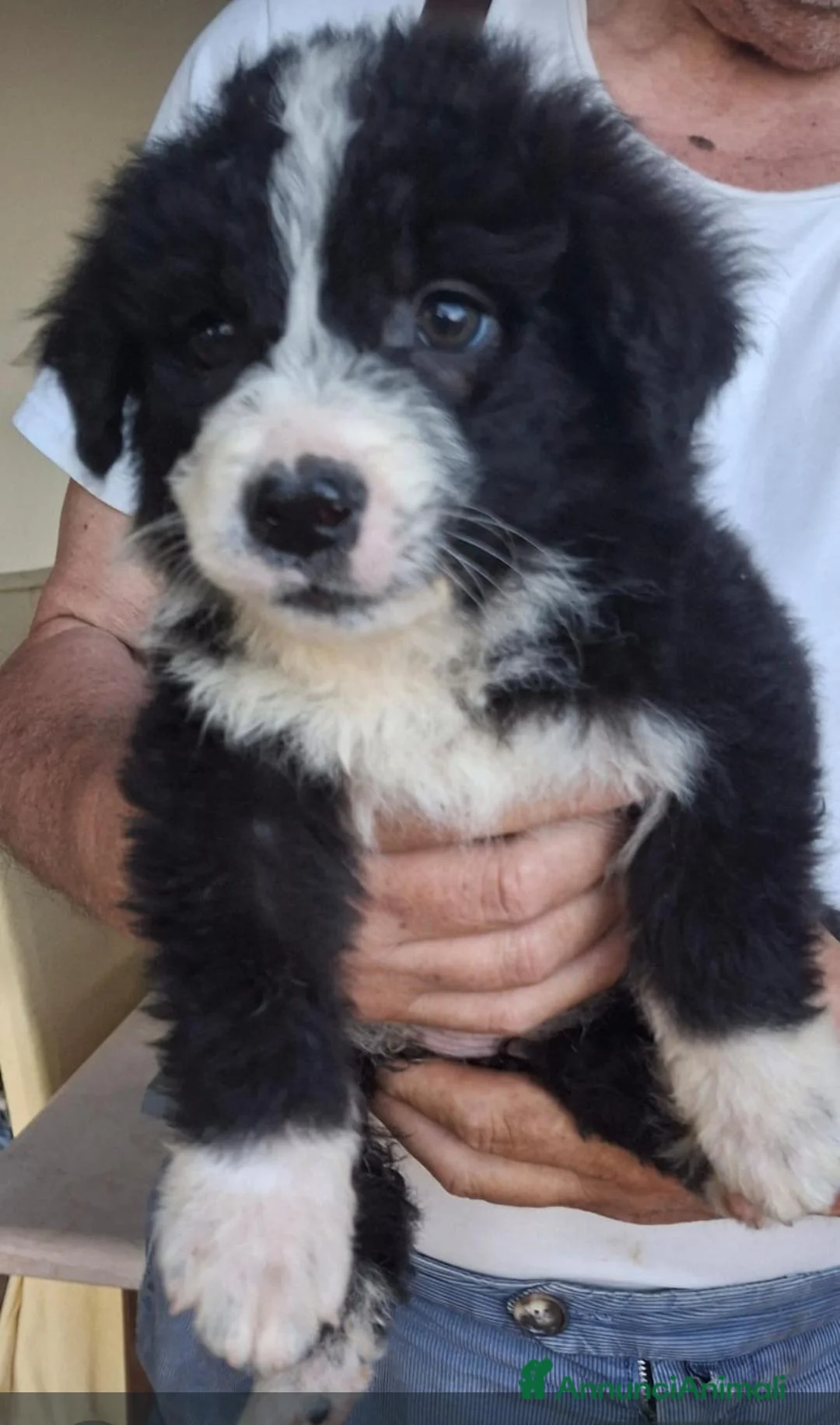 Meticcio cani in regalo: DRUSILLA 🩷 morbida come un abbraccio a Provincia di Verona - Annuncio 4