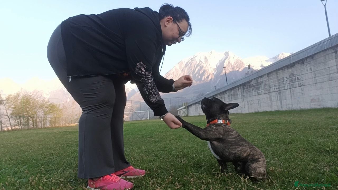 Bulldog Francese cani Bulldog francese per monta  - Annuncio 2