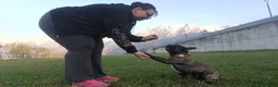 Bulldog Francese cani per accoppiamento: Bulldog francese per monta  a Provincia di Belluno - Annuncio 1