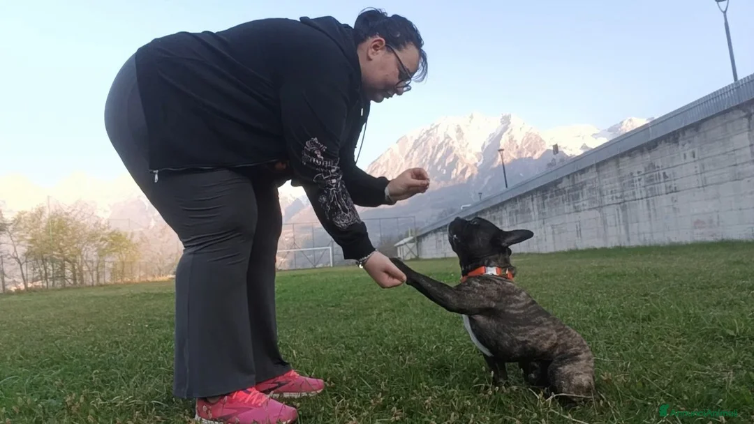 Bulldog Francese cani per accoppiamento: Bulldog francese per monta  a Provincia di Belluno - Annuncio 1