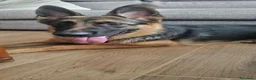 Pastore Tedesco cani in vendita: Pastore Tedesco femmina 11 mesi – Linea bellezza a Provincia di Caserta - Annuncio 2