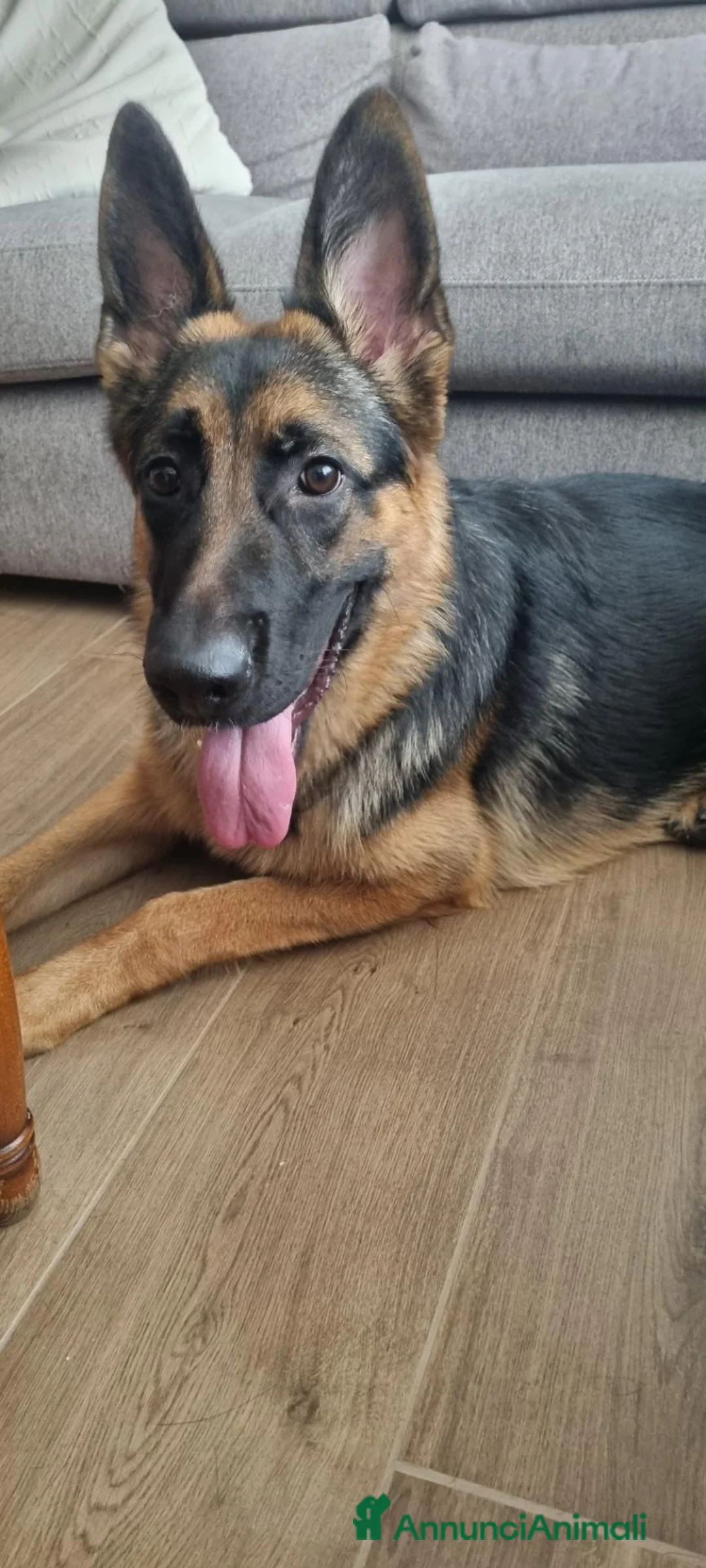 Pastore Tedesco cani in vendita: Pastore Tedesco femmina 11 mesi – Linea bellezza a Provincia di Caserta - Annuncio 2