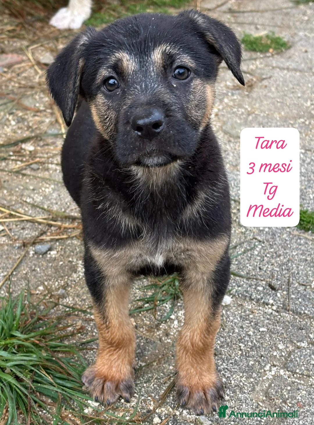 Meticcio cani in regalo: Cuccioli, non hanno chiesto di nascere  a Provincia di Brescia - Annuncio 10