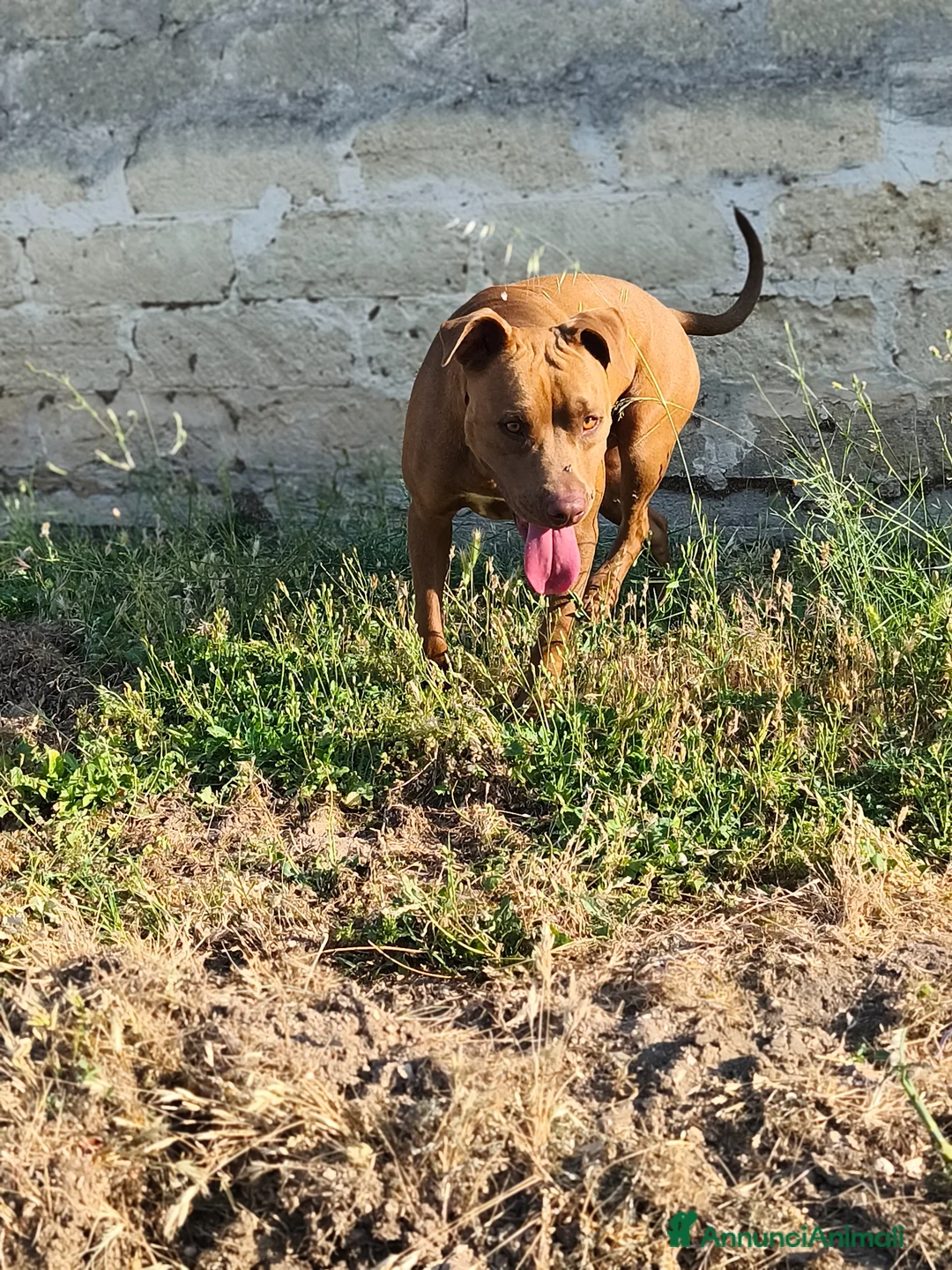 Pitbull cani in regalo: Meraviglioso Red nose - Annuncio 7