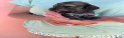 Bassotto cani in vendita: Bassotto pelo lungo  - Annuncio 1