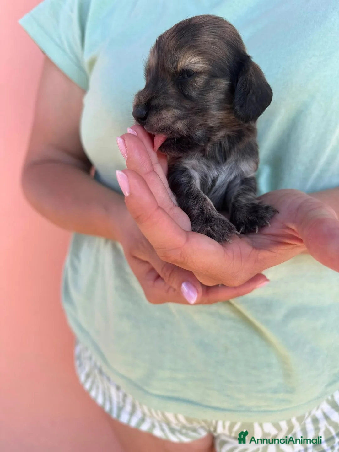 Bassotto cani in vendita: Bassotto pelo lungo  - Annuncio 1