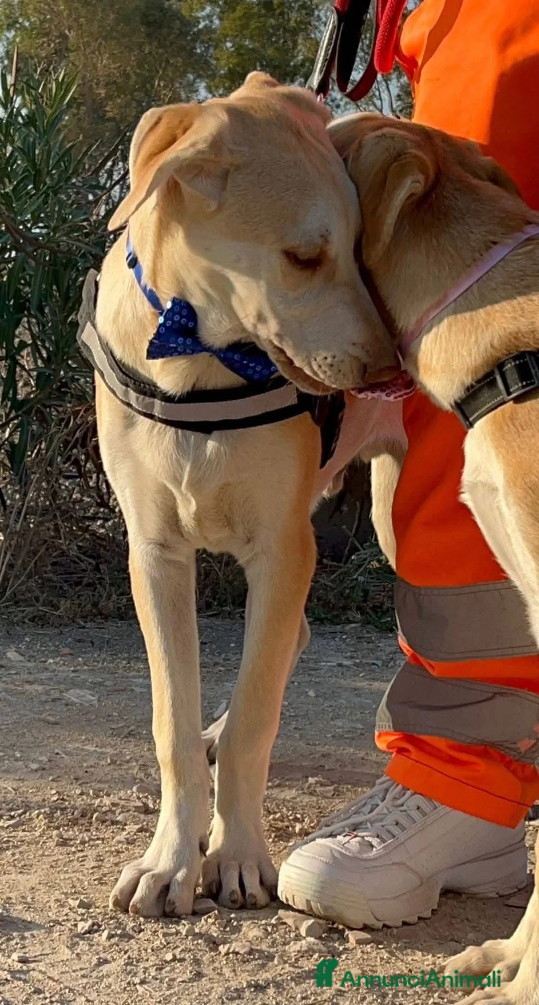 Meticcio cani in regalo: Patty  - Annuncio 4