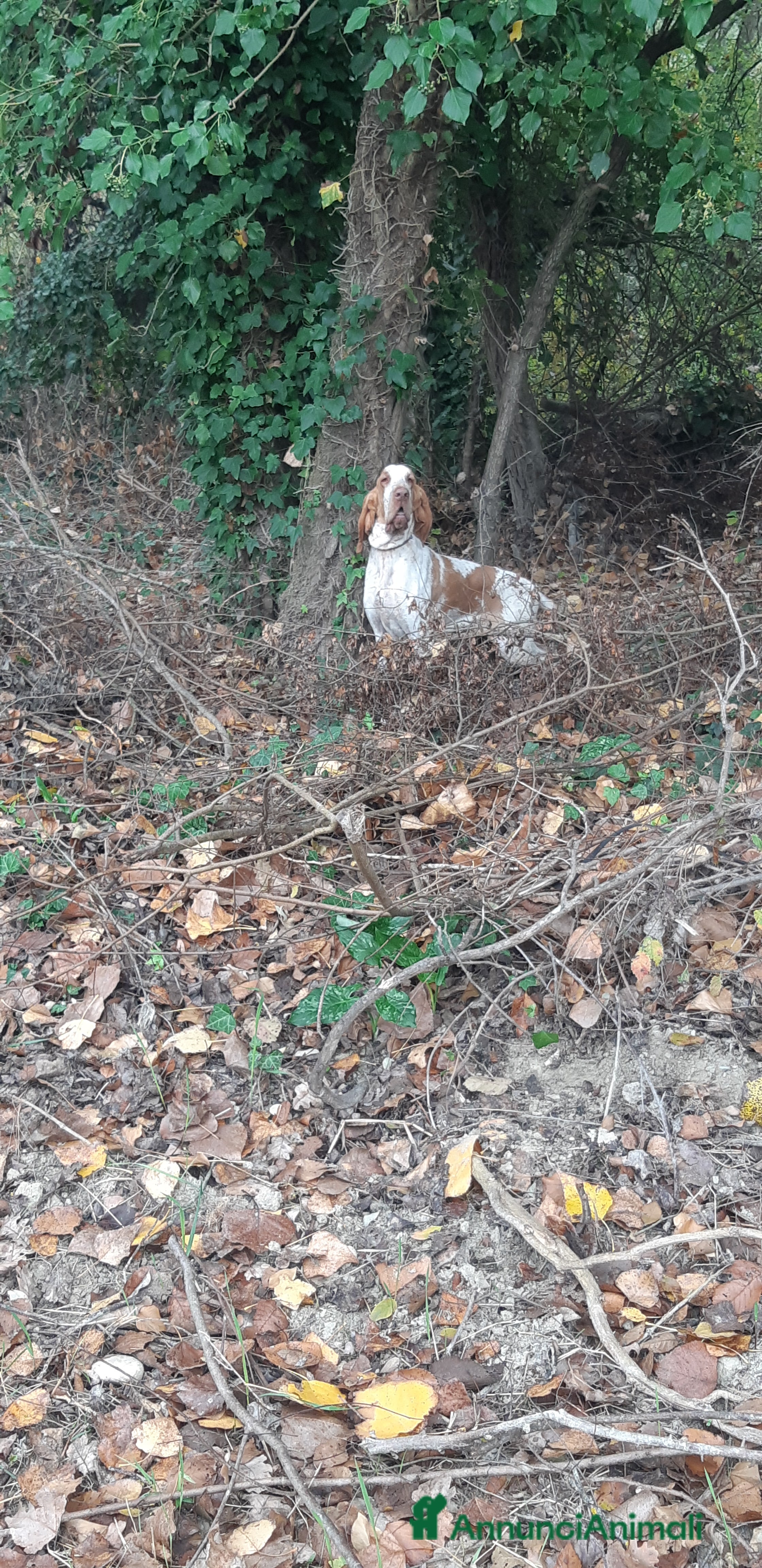 Bracco cani bracco italiano - Annuncio 1