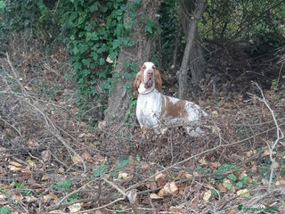 Bracco cani bracco italiano - Annuncio 7