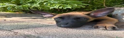 Pastore Belga cani in vendita: Vendesi cuccioli di Pastore belga malinois - Annuncio 4