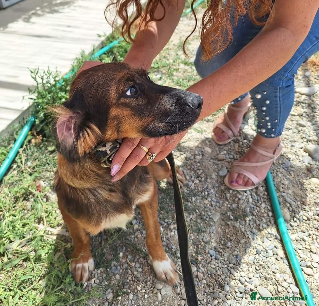 Meticcio cani in regalo: 2fratelli 18mesi INSEPARABILI( mamma Setter)Calabr - Annuncio 4