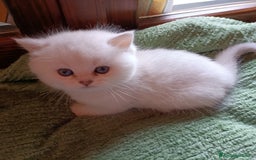 British gatti in vendita: British shortair  - Immagine 2