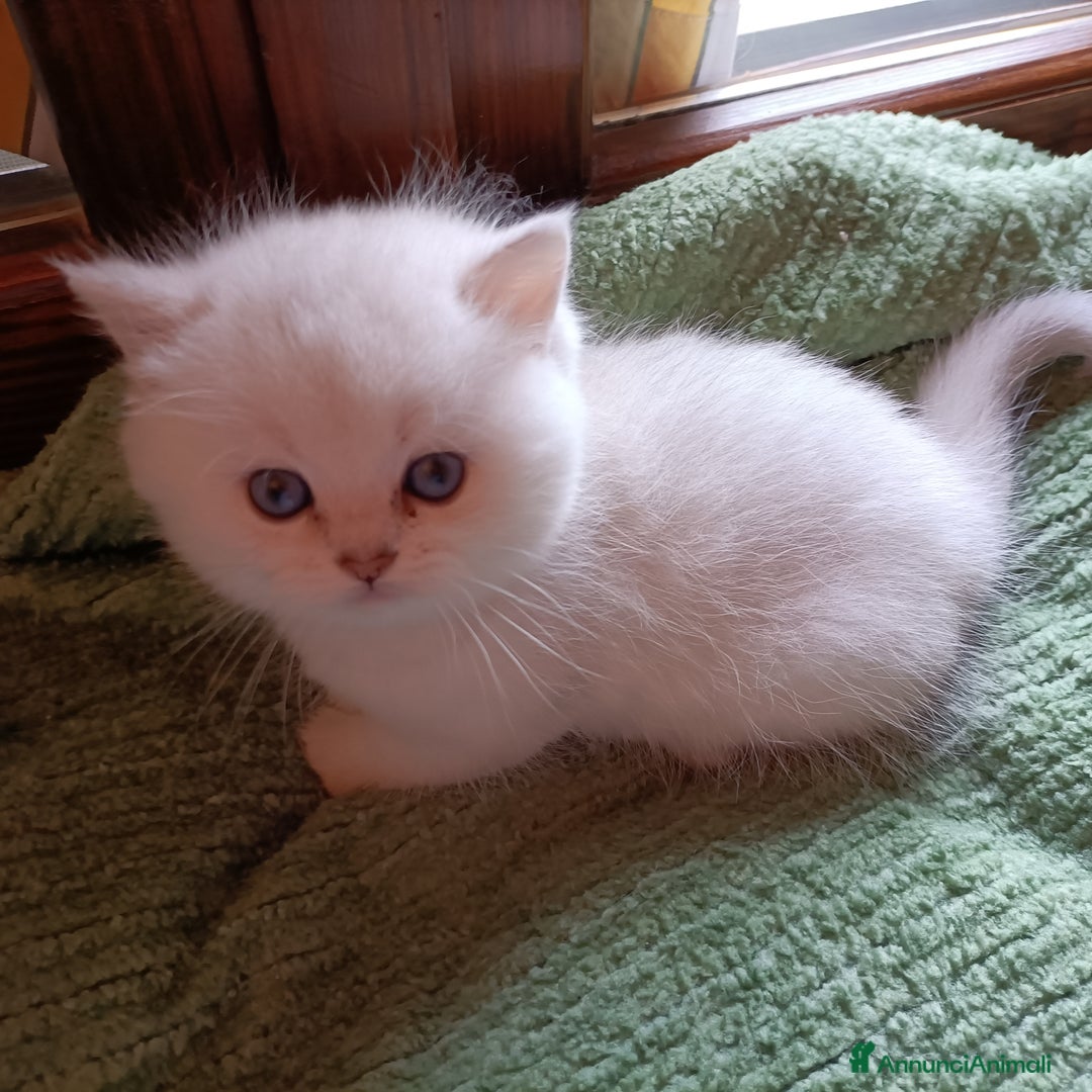 British gatti in vendita: British shortair  - Annuncio 2