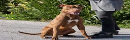 Pitbull cani in regalo: Meraviglioso Red nose - Annuncio 7