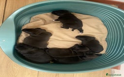 Staffordshire cani in vendita: Cuccioli di Staffordshire Bull Terrier a Città Metropolitana di Cagliari - Immagine 9