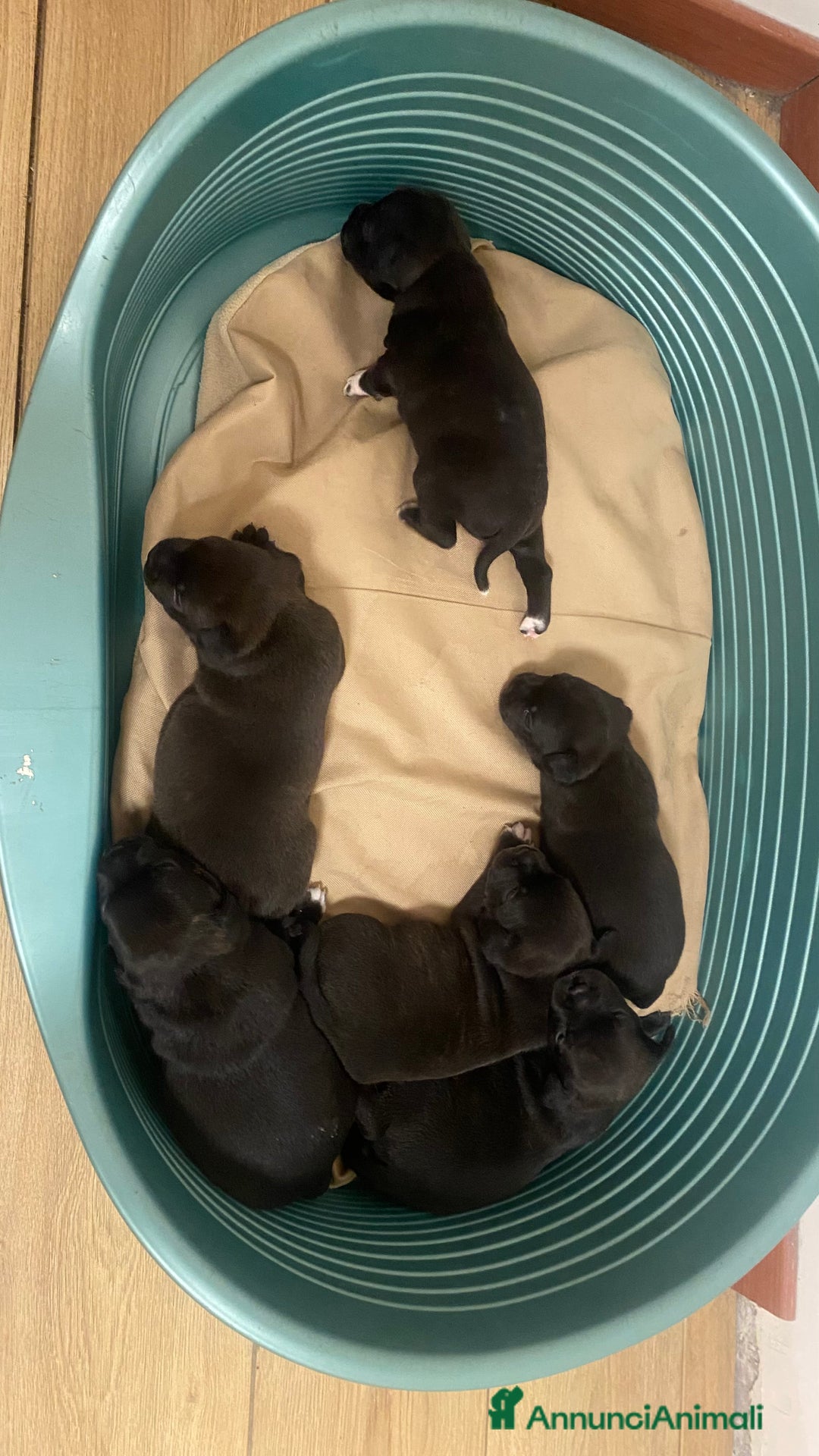 Staffordshire cani in vendita: Cuccioli di Staffordshire Bull Terrier a Città Metropolitana di Cagliari - Immagine 9