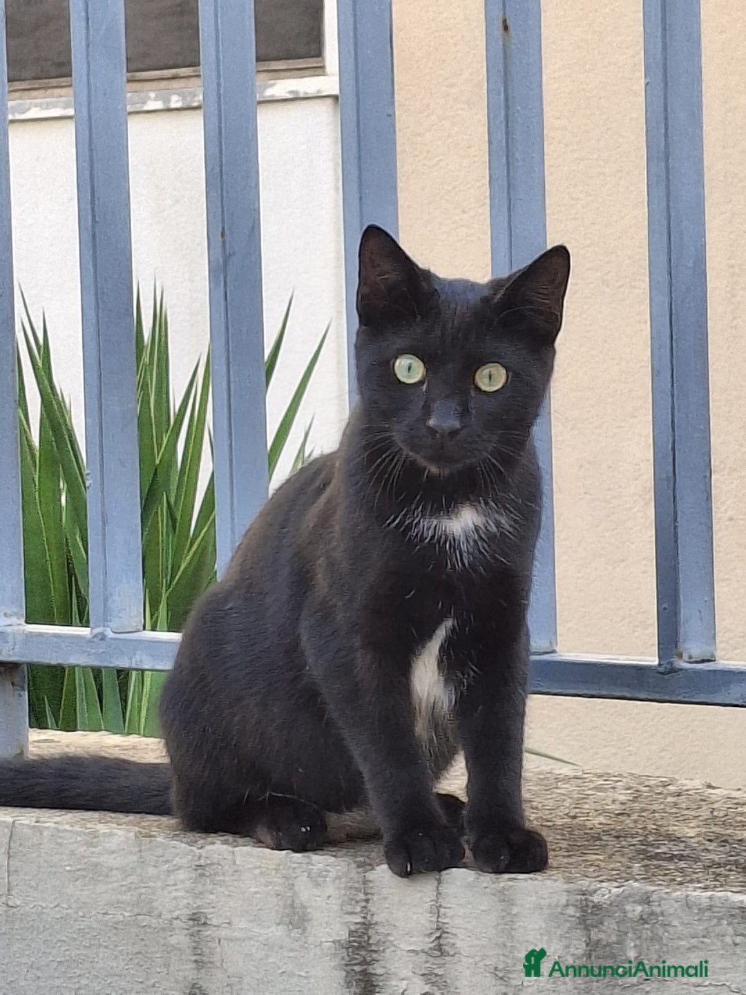 Meticcio gatti in regalo: Salem, 6 mesi, bellissimo micetto  - Annuncio 2