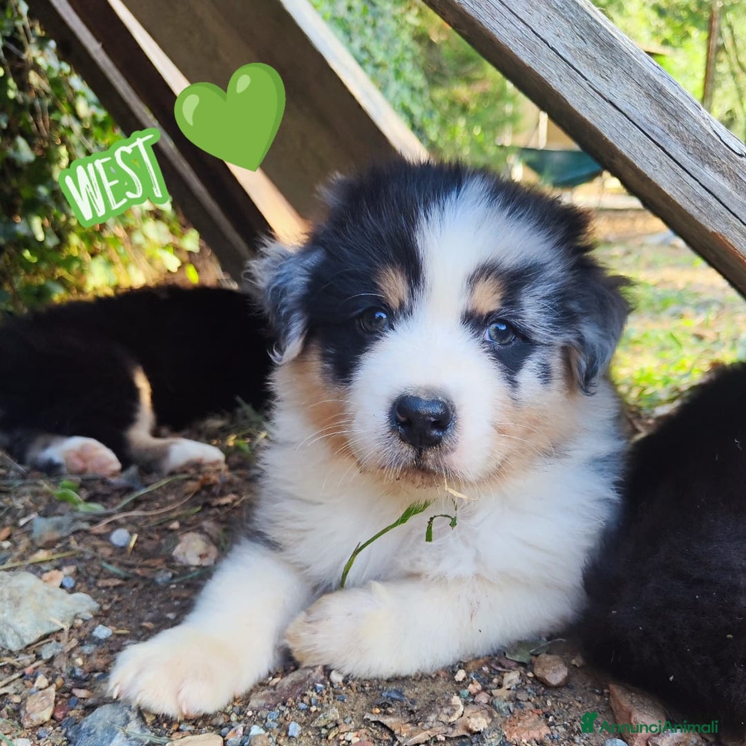 Australian Shepherd cani in vendita: Disponibili cuccioli australian shepherd a Provincia di Savona - Immagine 3