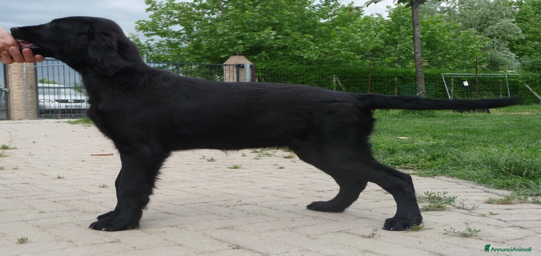 Immagine della galleria {{count}}