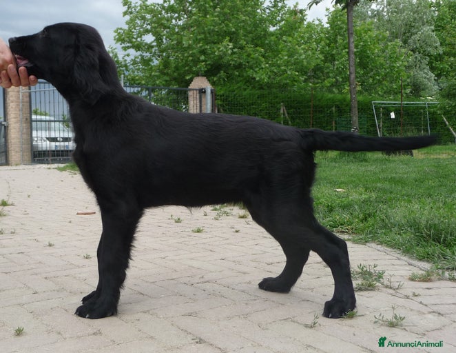 Immagine della galleria {{count}}