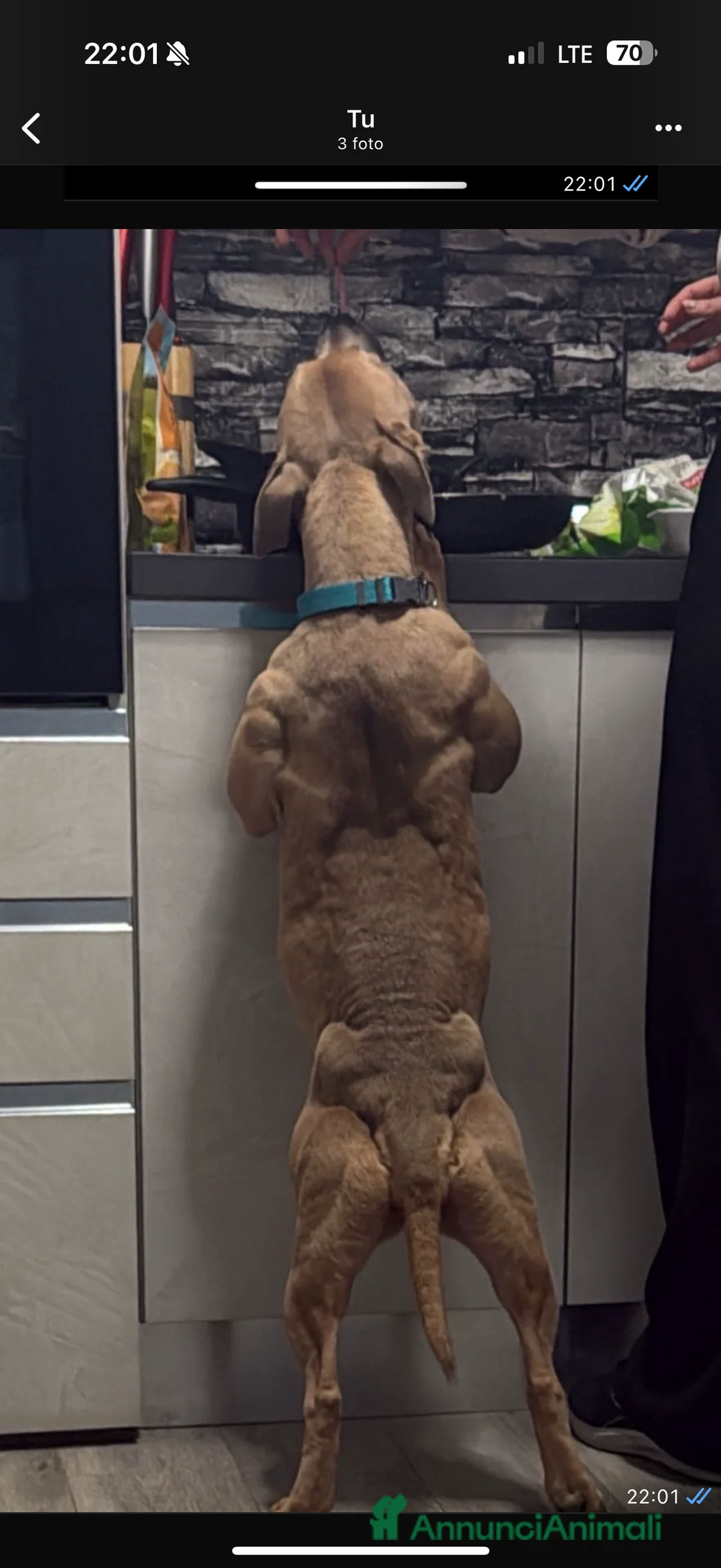 Pitbull cani in vendita: Cuccioli di american Pitbull blue fawn ukc - Annuncio 2