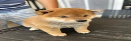 Shiba Inu cani in vendita: Cuccioli di Shiba Inu a Provincia di Frosinone - Annuncio 8