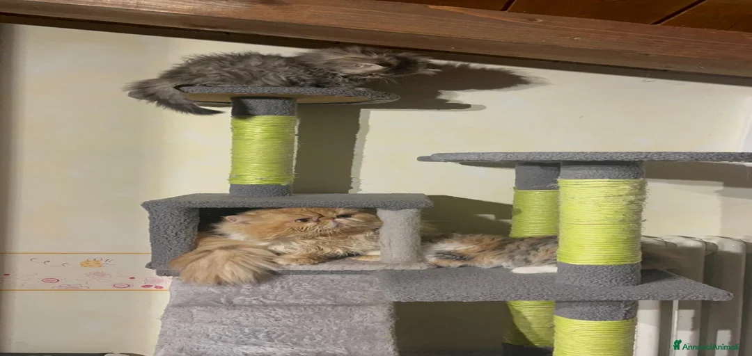 Immagine della galleria {{count}}