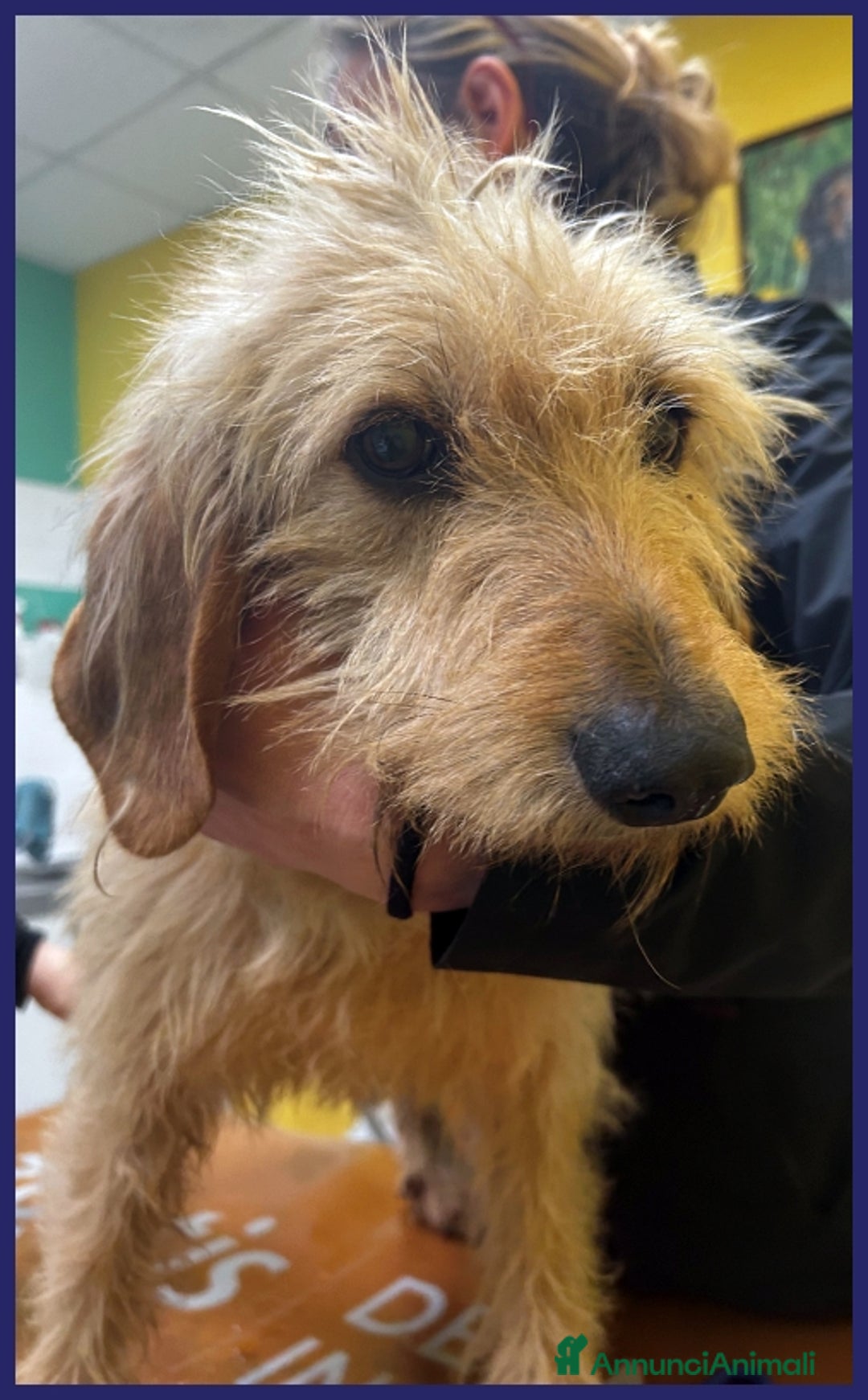 Meticcio cani in regalo: GIACOMO 4 ANNI, E' VISSUTO IN UN INFERNO ORA CERCA a Città metropolitana di Milano - Annuncio 12