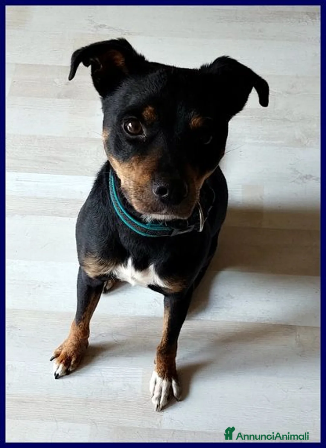 Meticcio cani in regalo: Kimbo dolcissimo piccoletto! a Provincia di Lucca - Annuncio 2