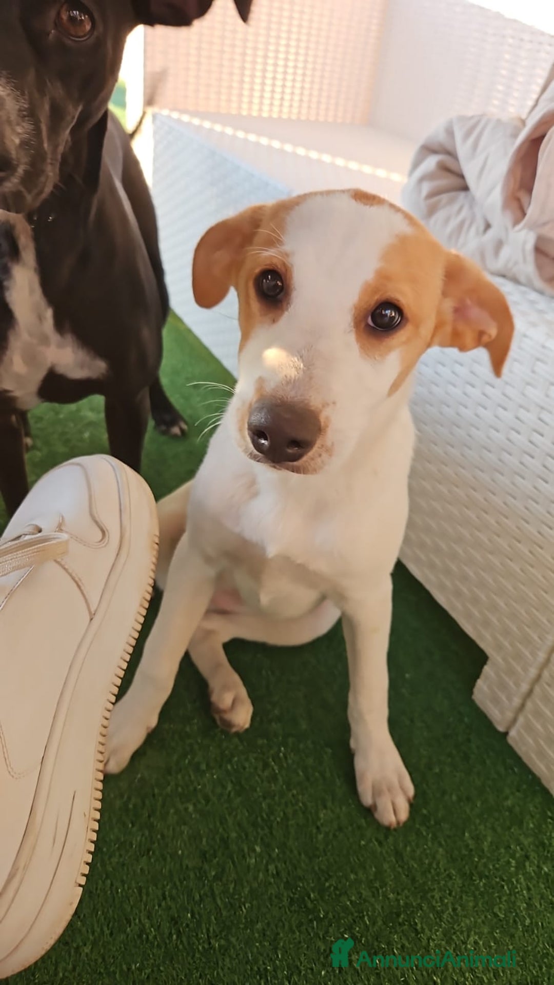 Meticcio cani in regalo: UNA MAMMA PER KIRA  a Provincia di Varese - Immagine 2