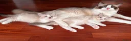 Ragdoll gatti in vendita: Cuccioli Ragdoll Udine - Annuncio 7