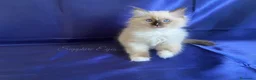 Ragdoll gatti in vendita: Gattina ragdoll con pedigree - Annuncio 3