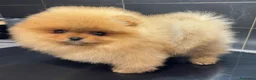 Volpino Pomerania cani in vendita: Pomerania Spitz nano  - Annuncio 7